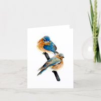 Cartões de agradecimentos de Par Bluebird