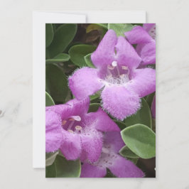 Cartões de agradecimentos de Sage Roxo