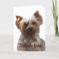Cartões de agradecimentos de Yorkshire Terrier