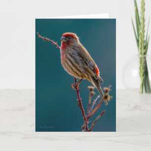 Cartões de agradecimentos do House Finch
