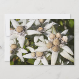 Cartões de agradecimentos lisos da flor de