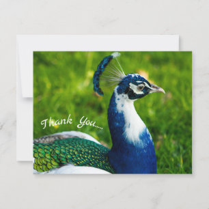Cartões de agradecimentos lisos do pavão Funky