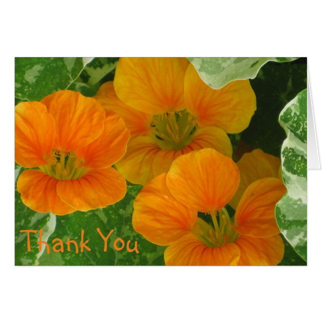 Cartões de agradecimentos Nasturtium (Frente Horizontal)