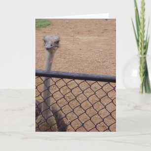 cartões de agradecimentos "Ostrich"