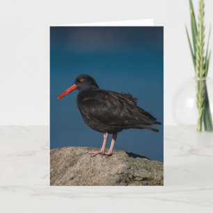 Cartões de agradecimentos Oystercatcher Preto