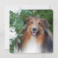 cartões de agradecimentos plano com Sheltie