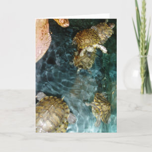 cartões de agradecimentos "Tartarugas Nadadoras"