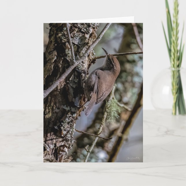 Cartões de agradecimentos Wren Bewicks (Frente)