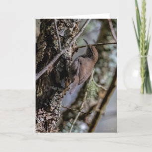 Cartões de agradecimentos Wren Bewicks