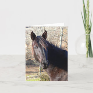 Cartões de aniversário de cavalos