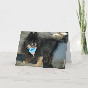 Cartões de Aniversário do Partido da Pomerânia