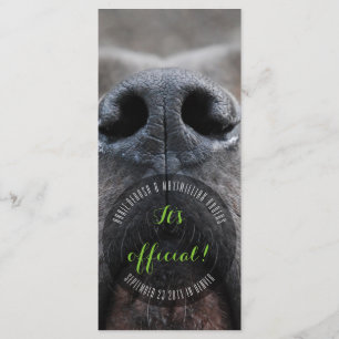 Cartões de Apresentação Dognose