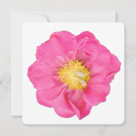 Cartões de Arte Botânica de Flor de Peônia Rosa Su
