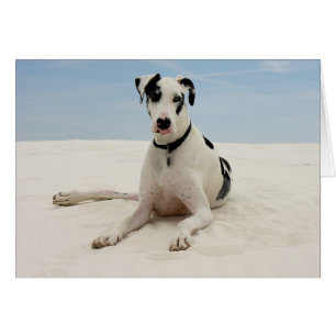 Cartões de Cachorro-Trapaceiro de Harlequin - Vers