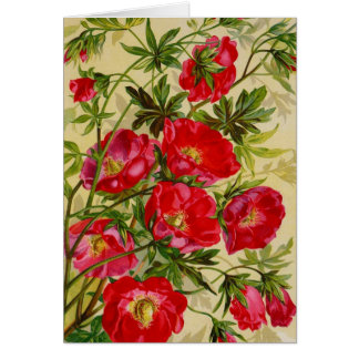 Cartões de Catálogo de Pacotes de Semente Vintage,