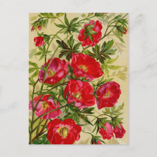 Cartões de Catálogo de Pacotes de Semente Vintage,