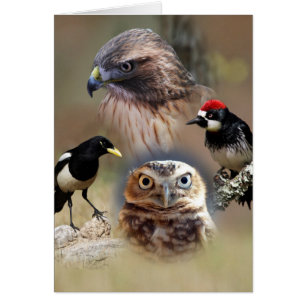 Cartões de Colagem do Observador de Aves