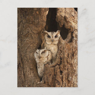 Cartões de Coruja, Cartões Postais, Adesivos Per