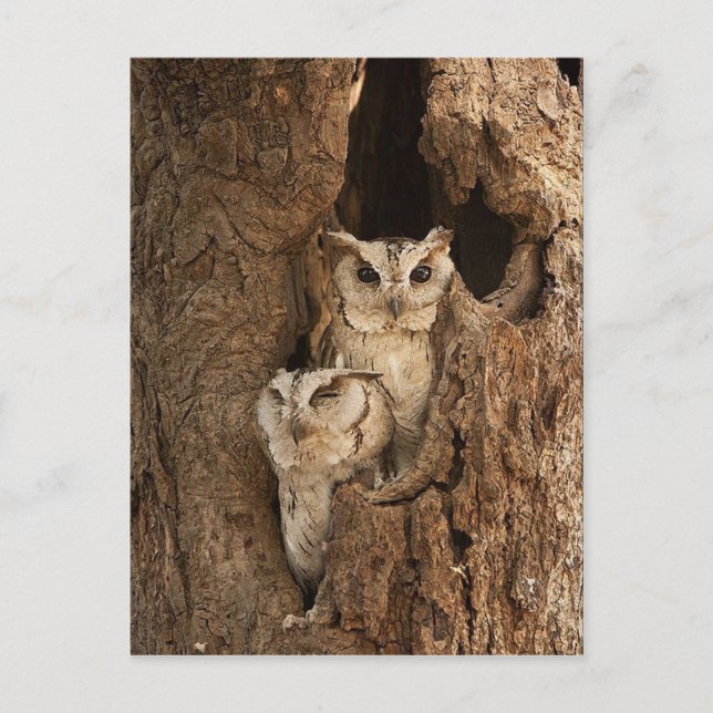 Cartões de Coruja, Cartões Postais, Adesivos Perso (Frente)