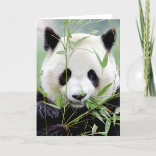 Cartões de felicitações Foto panda gigante. Panda 
