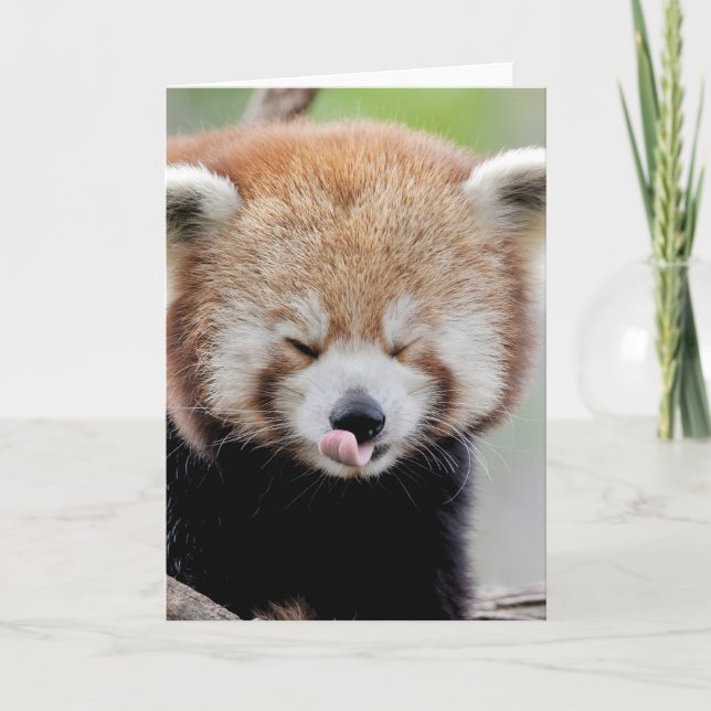 Cartões de felicitações Fotografia panda vermelho. (Frente)