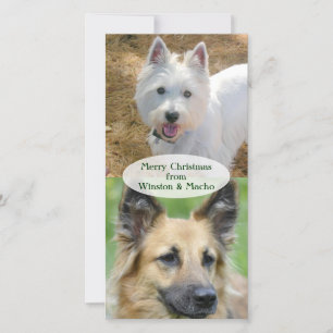 Cartões de foto de Natal dos cães