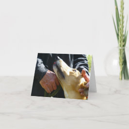 Cartões de fotos de galgos (p284)