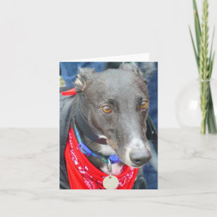 Cartões de fotos de galgos (p290)