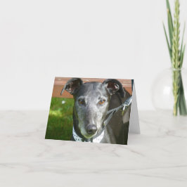 Cartões de fotos de galgos (p4)