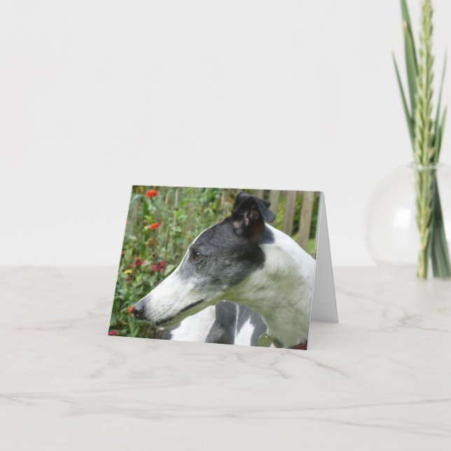 Cartões de fotos de galgos (p5) (Frente)