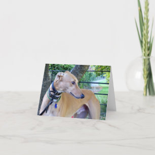 Cartões de fotos de galgos (p9)