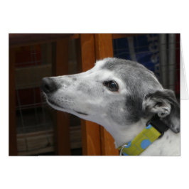 Cartões de fotos de Greyhound