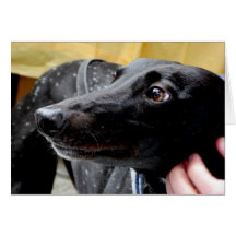 Cartões de fotos de Greyhound