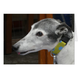 Cartões de fotos de Greyhound