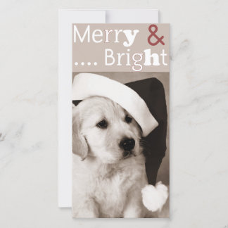 cartões de fotos de natal de cão