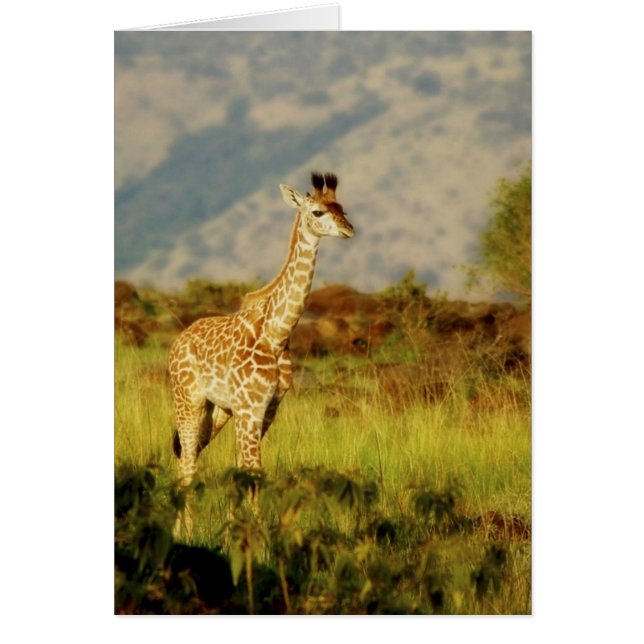 Cartões de girafa (Frente)