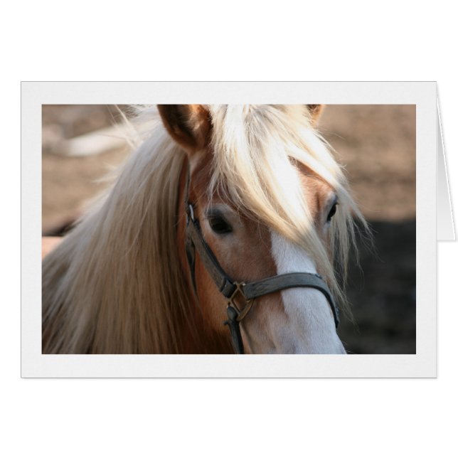 Cartões de Halflinger (Frente Horizontal)