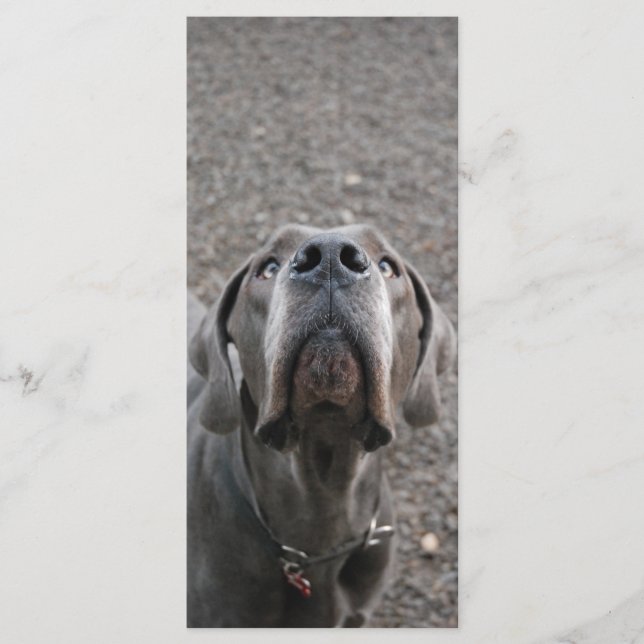 Cartões De Menor Dane (Frente)