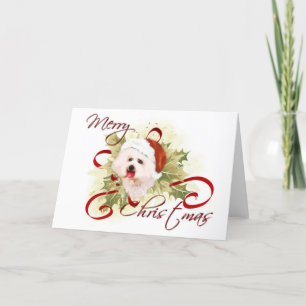 Cartões de Natal Bichon Frise