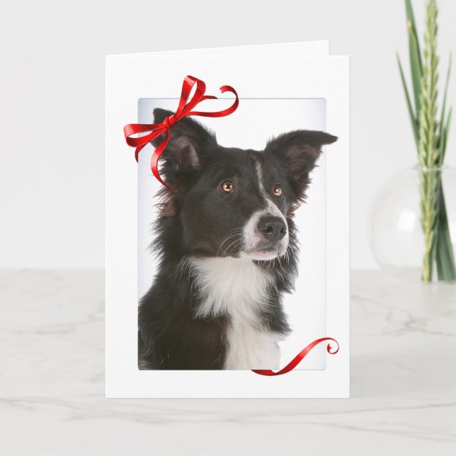 Cartões de Natal da Border Collie (Frente)