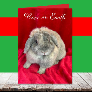Cartões de Natal de Coelho Bonito