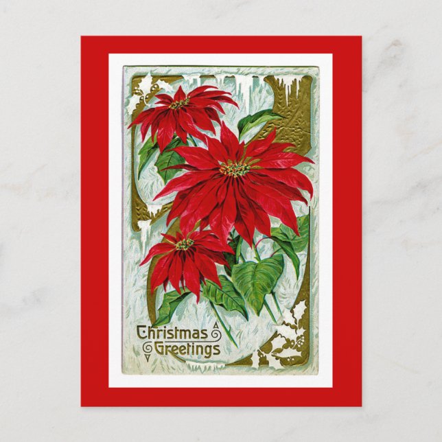 Cartões de natal Pointsettia (Frente)