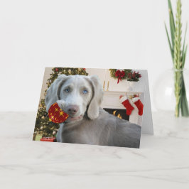 Cartões de natal Weimaraner