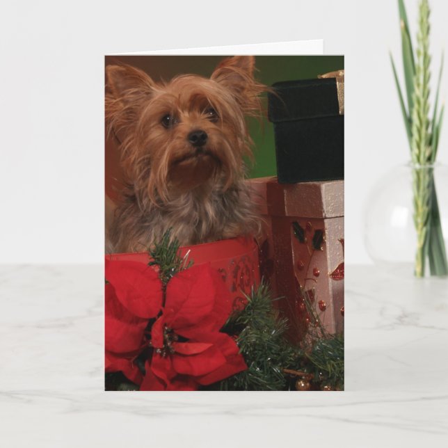 Cartões de Natal Yorkie (Frente)