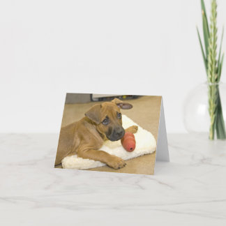 Cartões de nota 3 do Dachshund