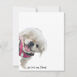 Cartões de nota com Peter Rottentail