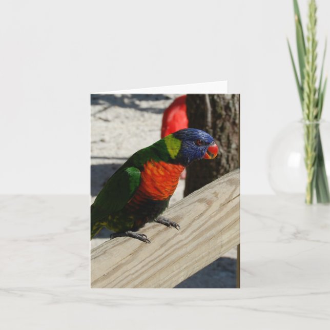 Cartões de nota de Lorikeet (Frente)