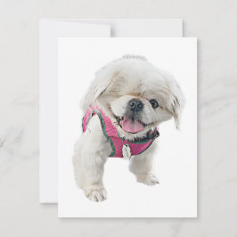 Cartões de Nota de Peter Rottentail