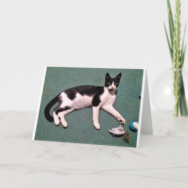 Cartões de nota do gato (Frente)