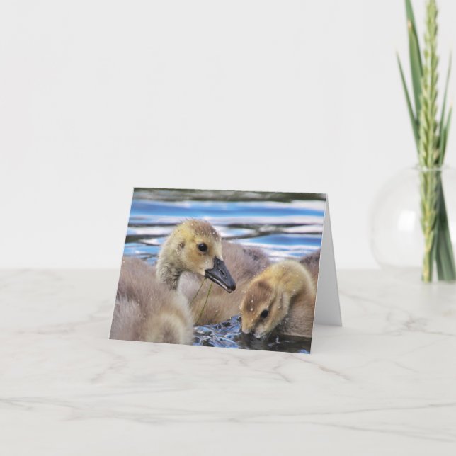 Cartões de nota dos ganso (Frente)